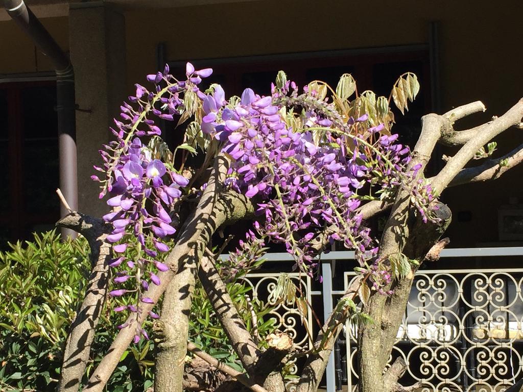 Bed and Breakfast Bed&Garden Cesate Exterior foto